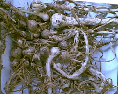 Garlic Harvest